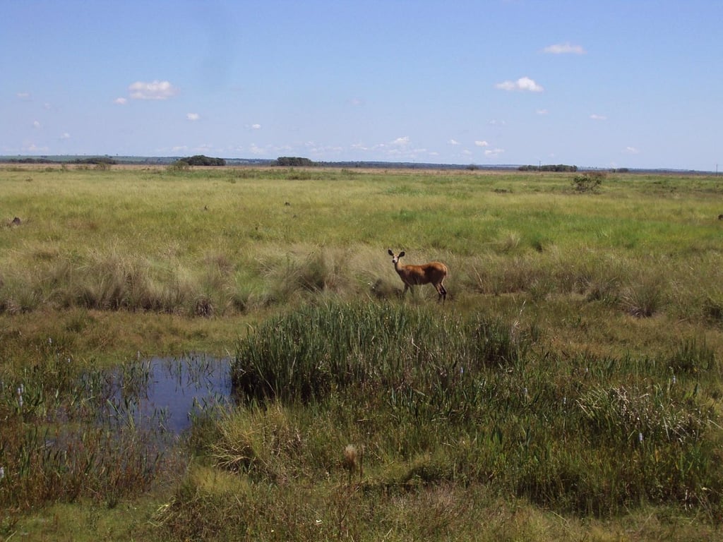 Paisagem rural no Vale do Ivinhema MS