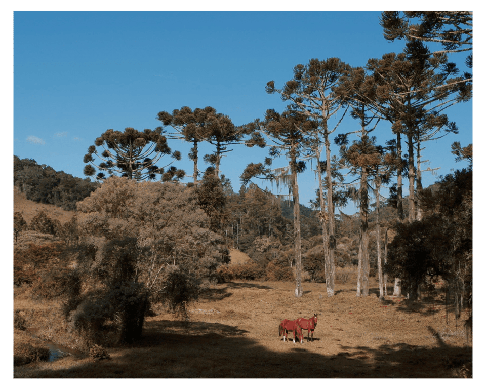 Cenário no interior da Bahia, com vegetação típica do semiárido e céu azul