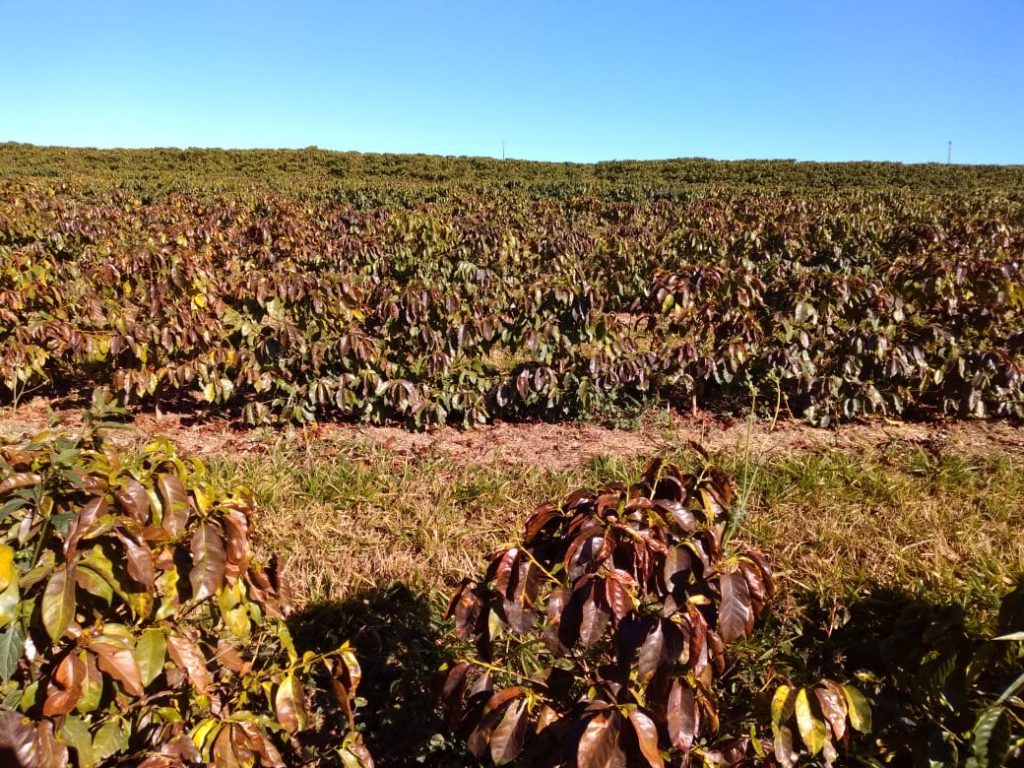Canavial no interior de São Paulo ao entardecer