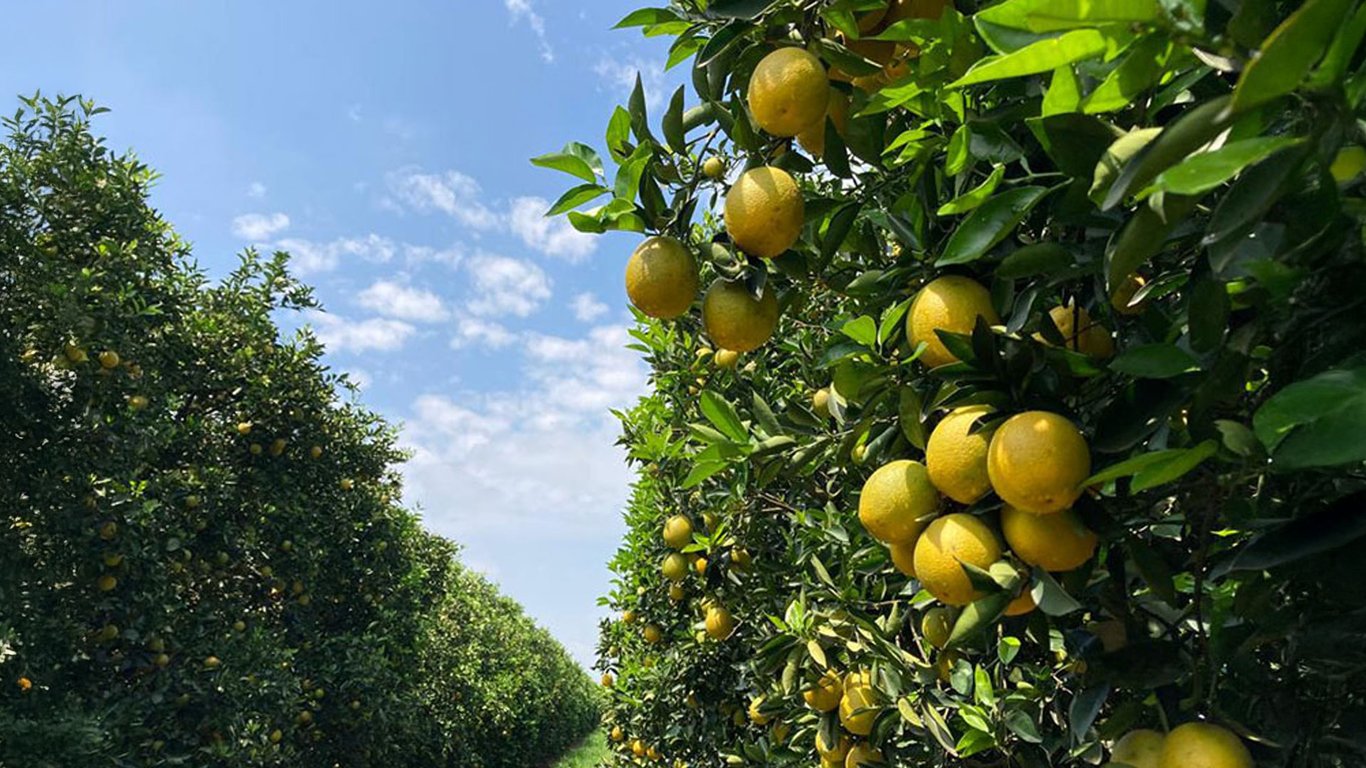 Pomar de laranjas maduras sob céu limpo, representando a força da citricultura no interior paulista