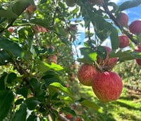 Pomar de maçãs em dia ensolarado, referência à vocação agrícola de Fraiburgo SC.