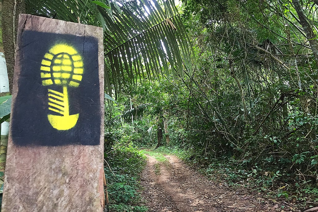 Trilha ecológica na floresta com sinalização e luz da manhã