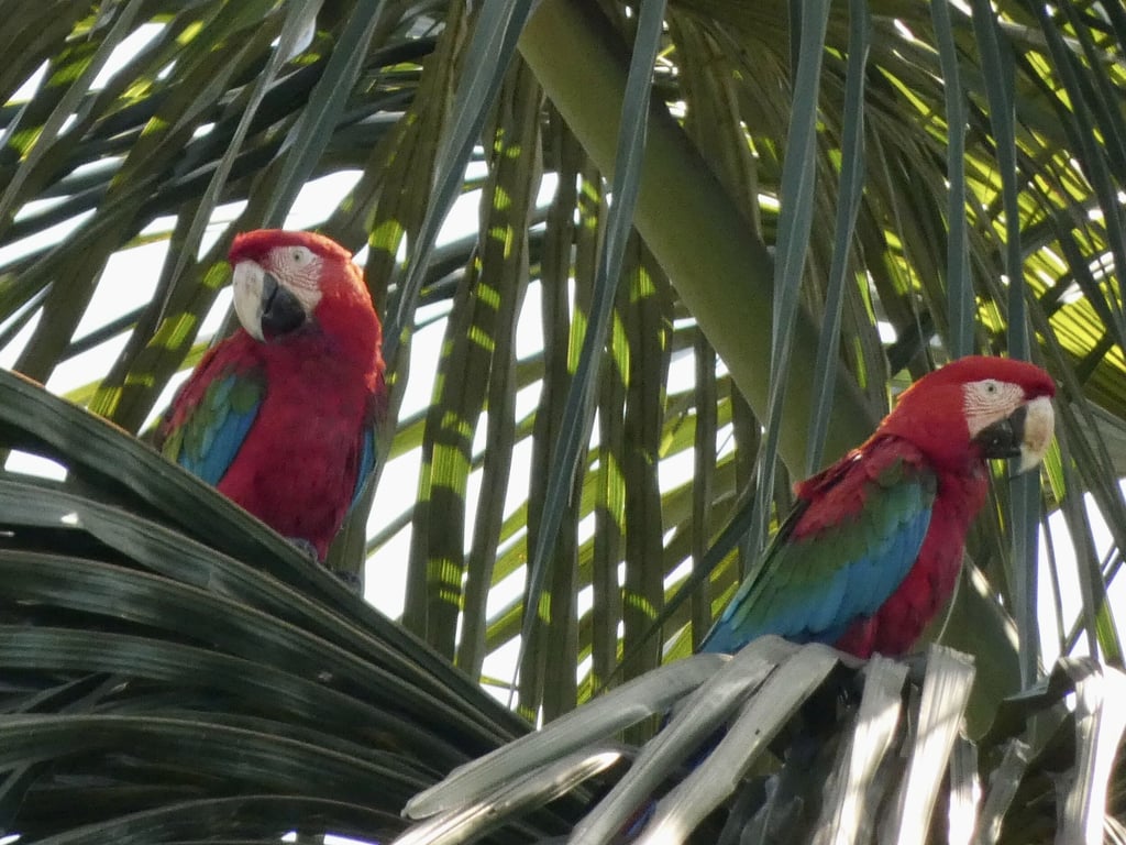 Cerrado no entorno do Parque Nacional das Emas em Mineiros GO