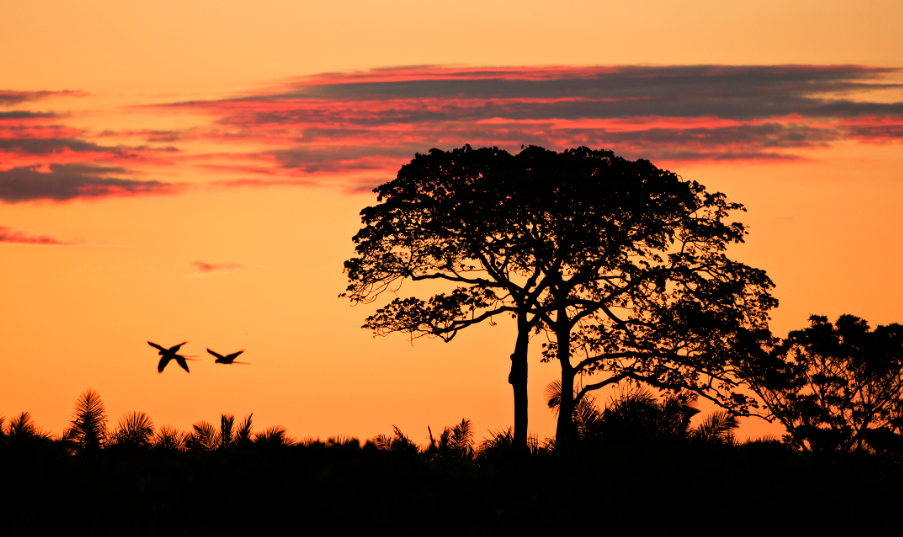 Estrada rural no MS ao pôr do sol, com vegetação do Cerrado