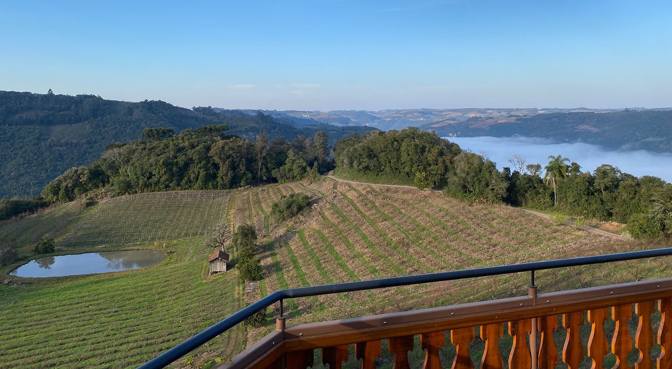 Vinhedos na Serra Gaúcha ao entardecer