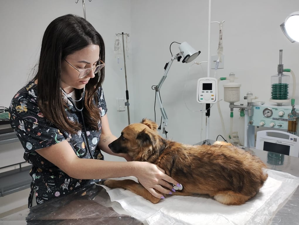 Veterinária em atividade clínica, com prancheta, simbolizando inspeção e atendimento