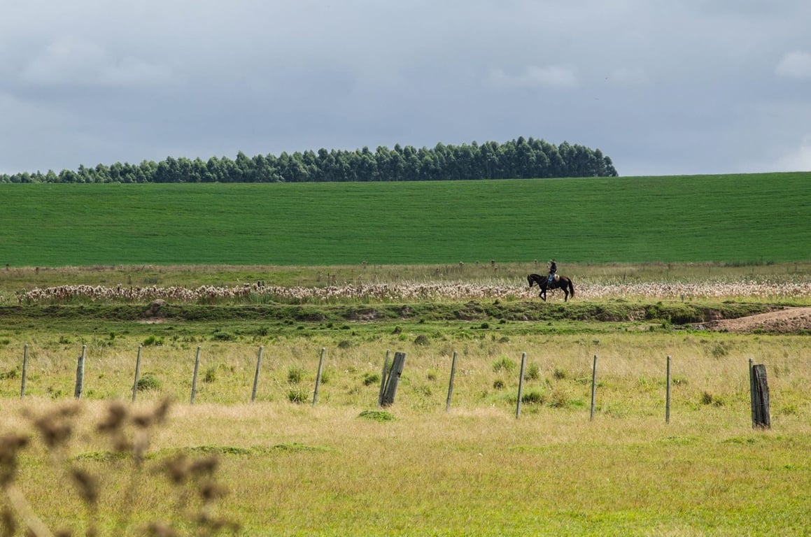 Campos do pampa gaúcho, com cavaleiro ao fundo, remetendo ao interior do RS