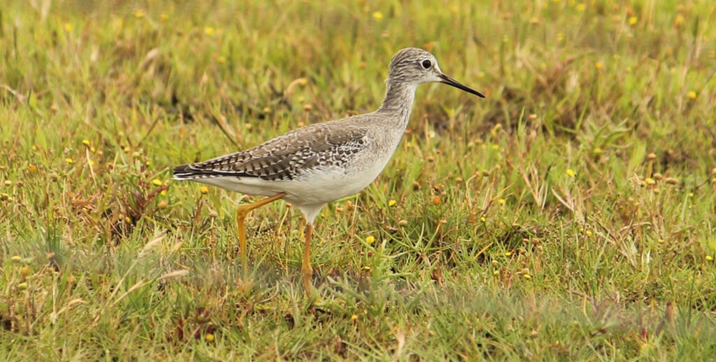 Aves migratórias na região da Lagoa do Peixe, no litoral do Rio Grande do Sul