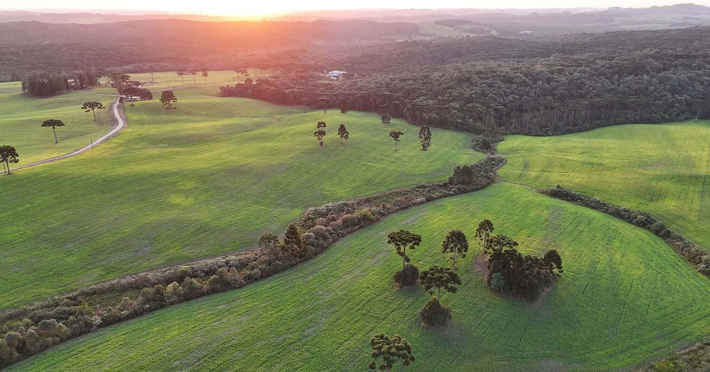 Araucárias no Oeste Catarinense ao pôr do sol