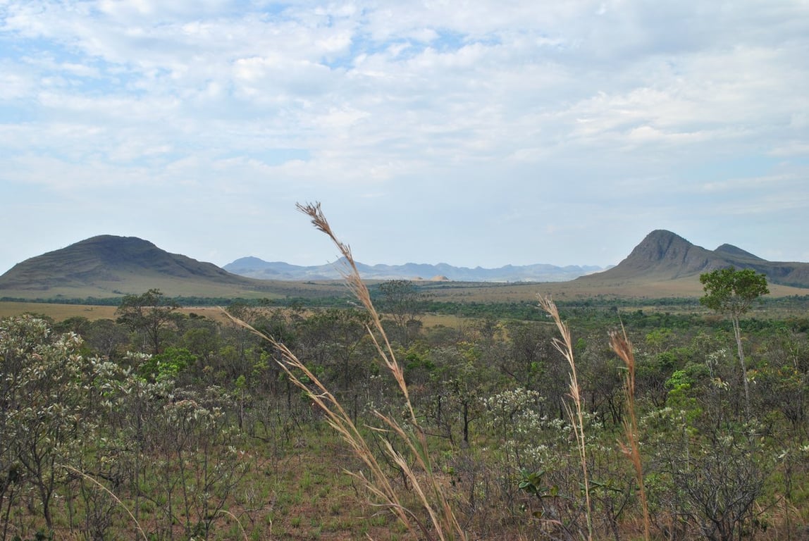 Paisagem do lavrado roraimense, com estrada de terra e árvores esparsas