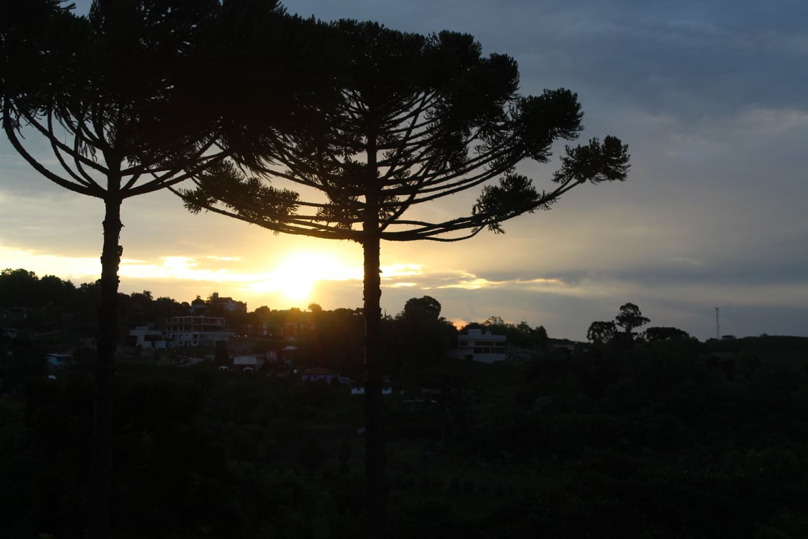 Vinhedos na Serra Gaúcha ao entardecer