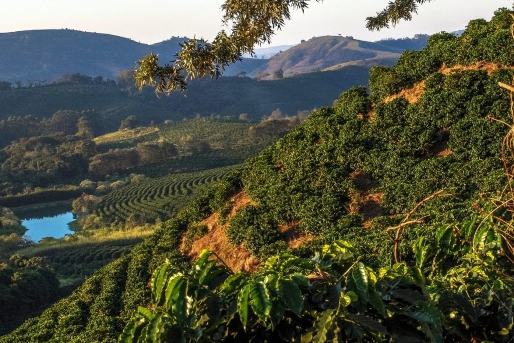 Paisagem cafeeira no Sul de Minas