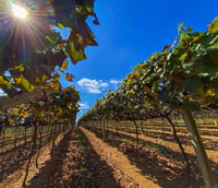 Vinhedos na Rota do Vinho, em São Roque SP, ao entardecer. Concurso da Prefeitura de São Roque SP na área da Saúde tem o edital 008/2026 retificado (Foto: Roteiro do Vinho).