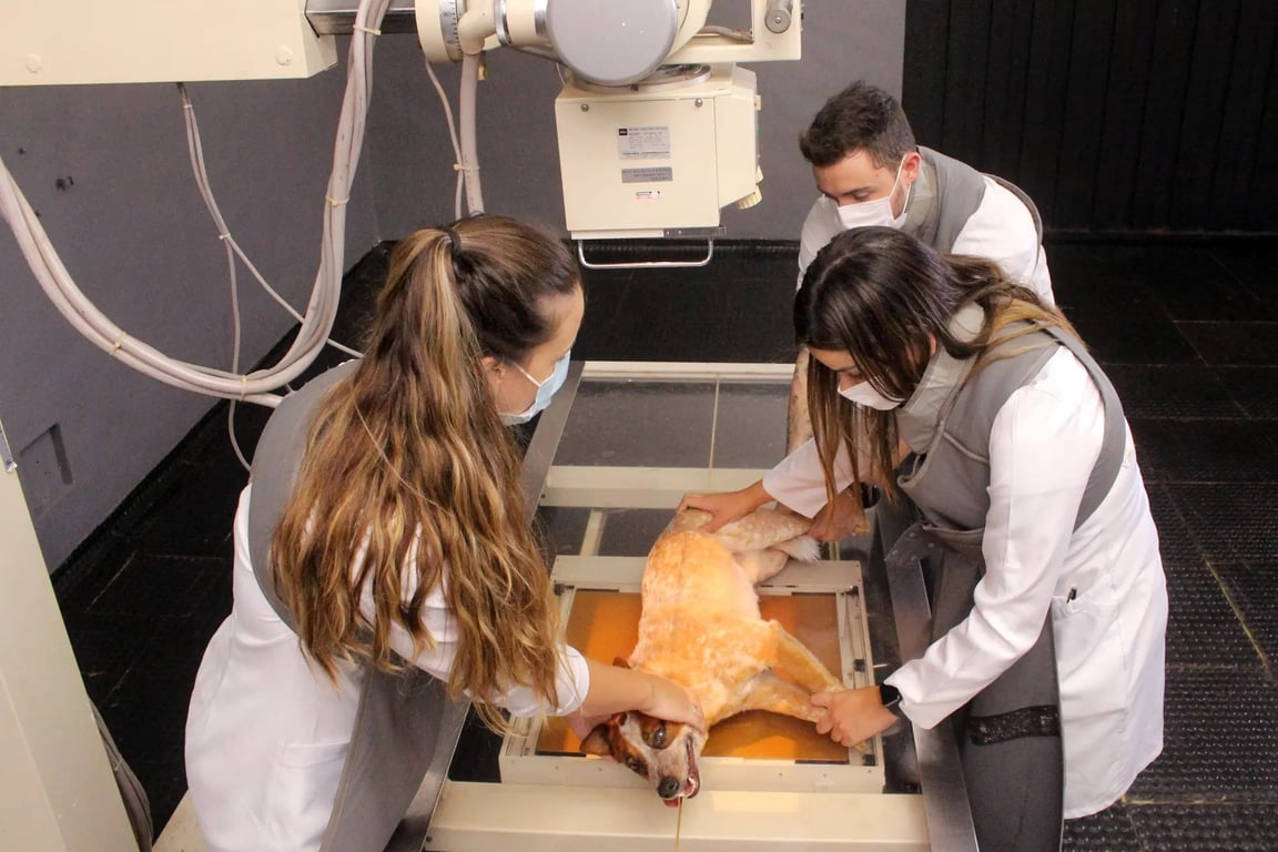 Veterinários examinando um cão em hospital veterinário universitário, com equipamento de imagem
