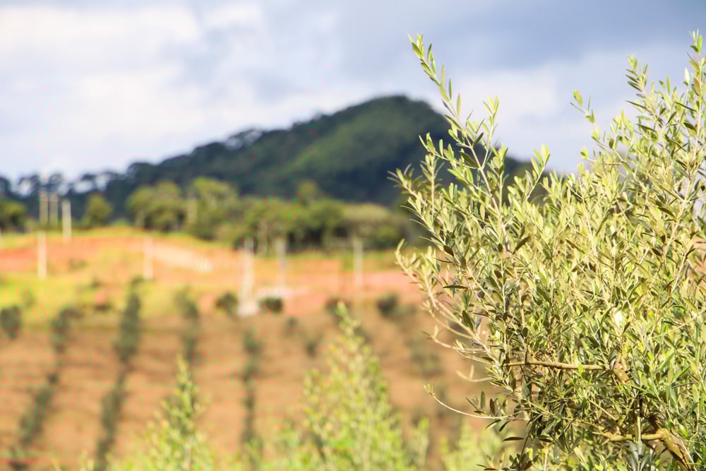 Olival na Mantiqueira, em Maria da Fé MG
