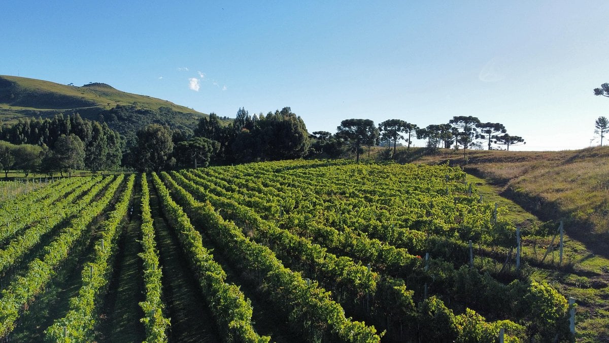 Vinhedos de altitude em São Joaquim SC