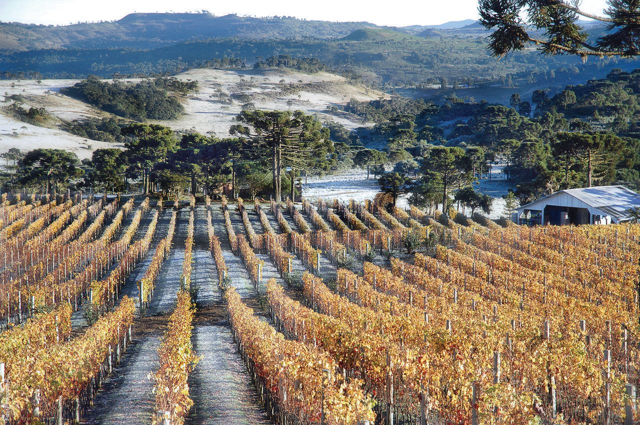 Vinhedos em São Joaquim, na Serra Catarinense