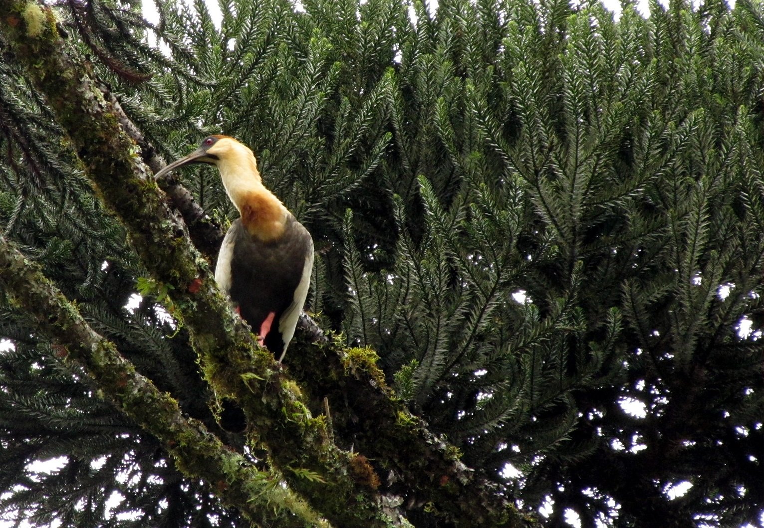 Detalhe da fauna associada às araucárias
