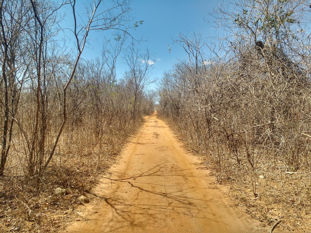 Vegetação de Caatinga no Rio Grande do Norte