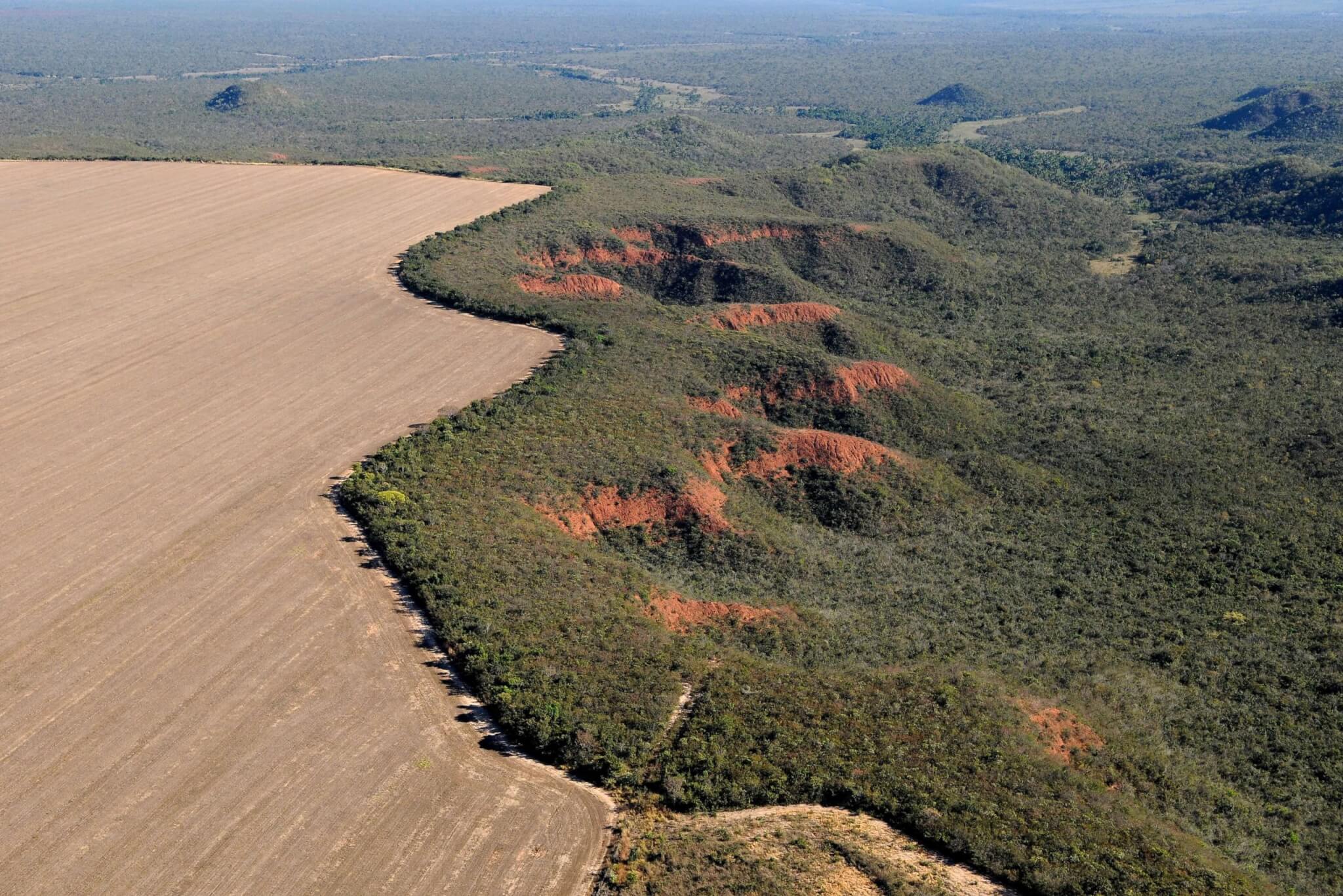 Paisagem de cerrado com rebanho bovino ao entardecer no sul do Maranhão (Matopiba)