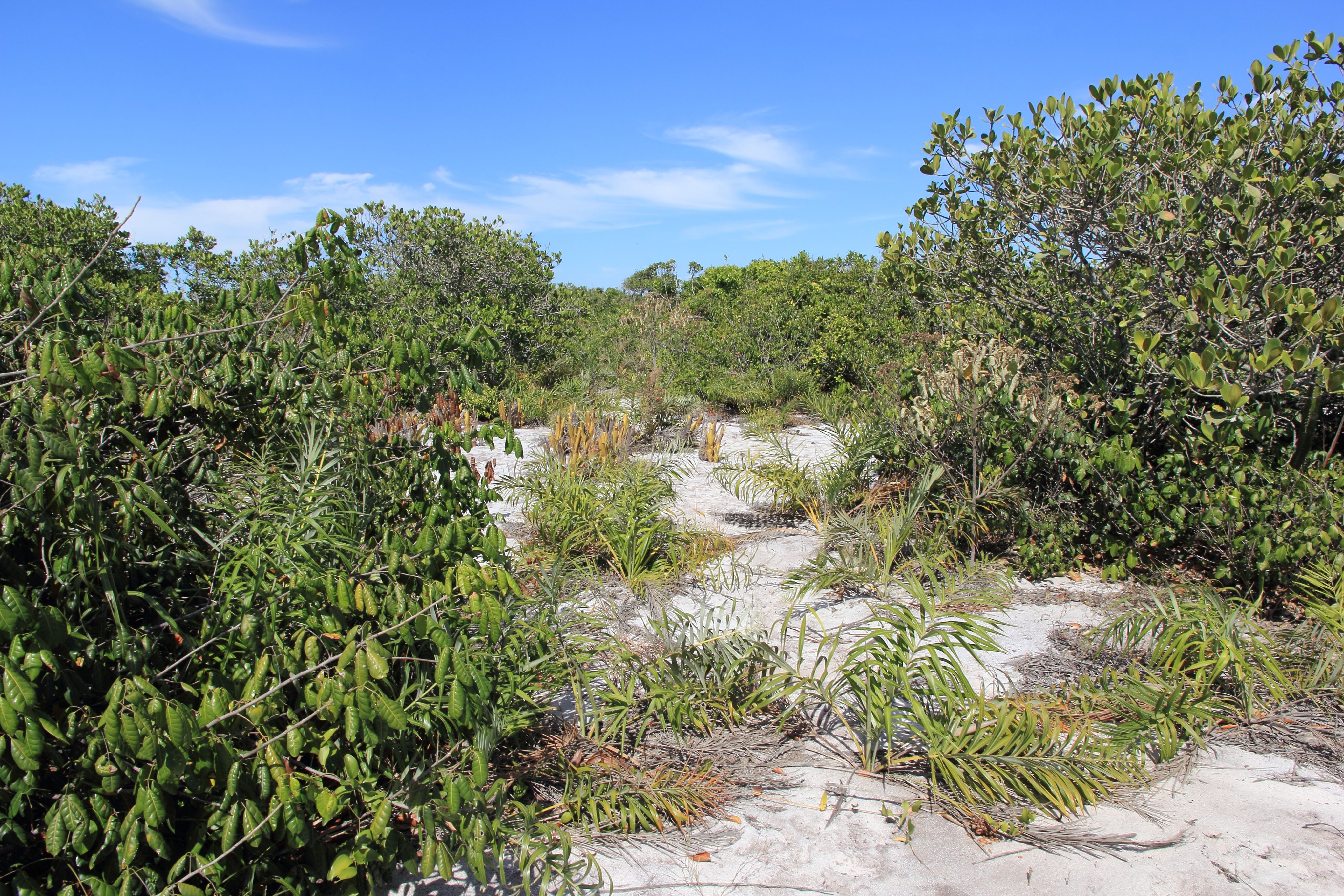 Paisagem de restinga com lagoas e faixa de praia no Norte Fluminense
