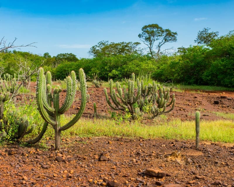 Vegetação de caatinga no semiárido piauiense, com cactos e céu azul