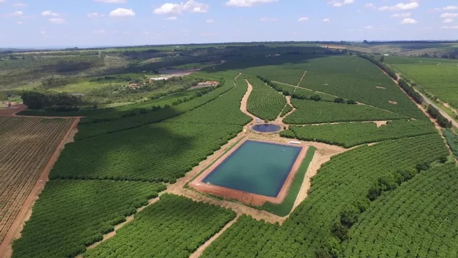 Lavouras de café no Cerrado Mineiro ao amanhecer, representando a economia regional de Patrocínio MG
