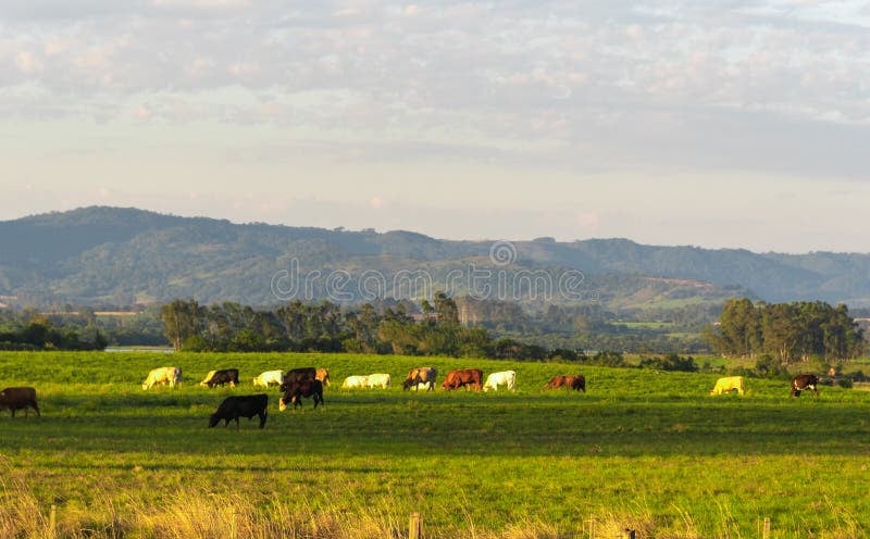 Pecuária ao pôr do sol em Mato Grosso