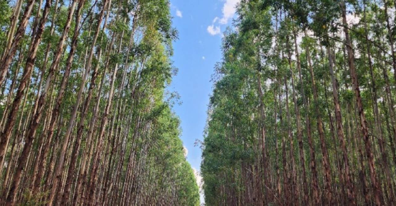 Fileira de eucaliptos sob céu azul, representando florestas plantadas em Minas Gerais