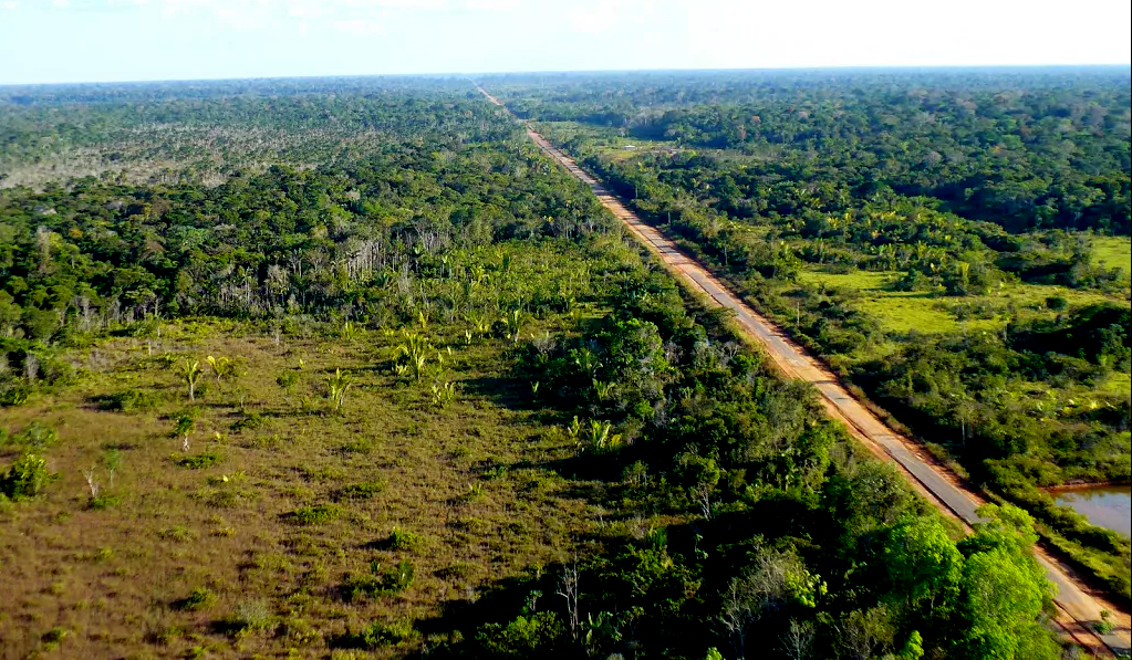 Floresta amazônica em Rondônia, com estrada de manejo
