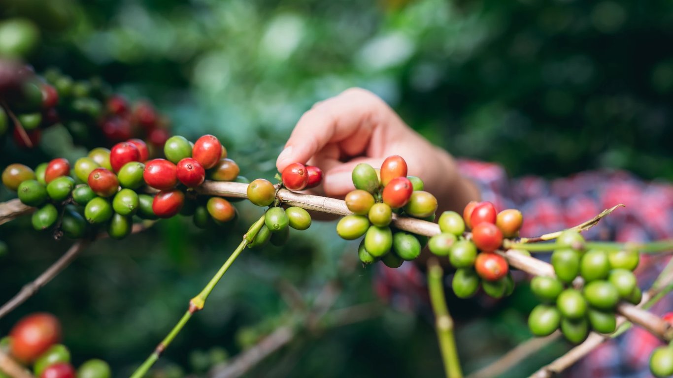 Plantação de café no Planalto da Conquista, Bahia, com montanhas ao fundo