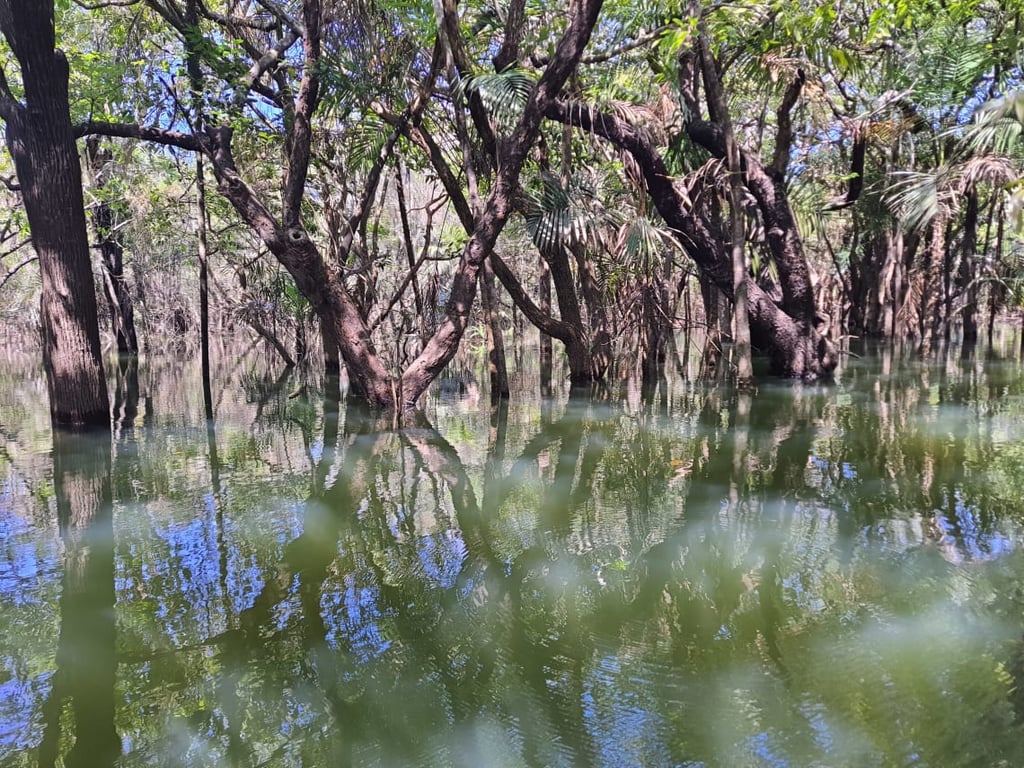 Paisagem de floresta amazônica com dossel denso e reflexos na água