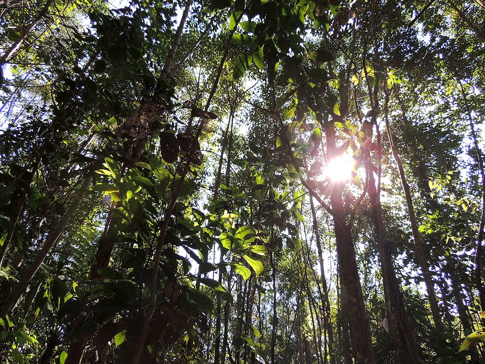 Plantação de banana no Vale do Ribeira