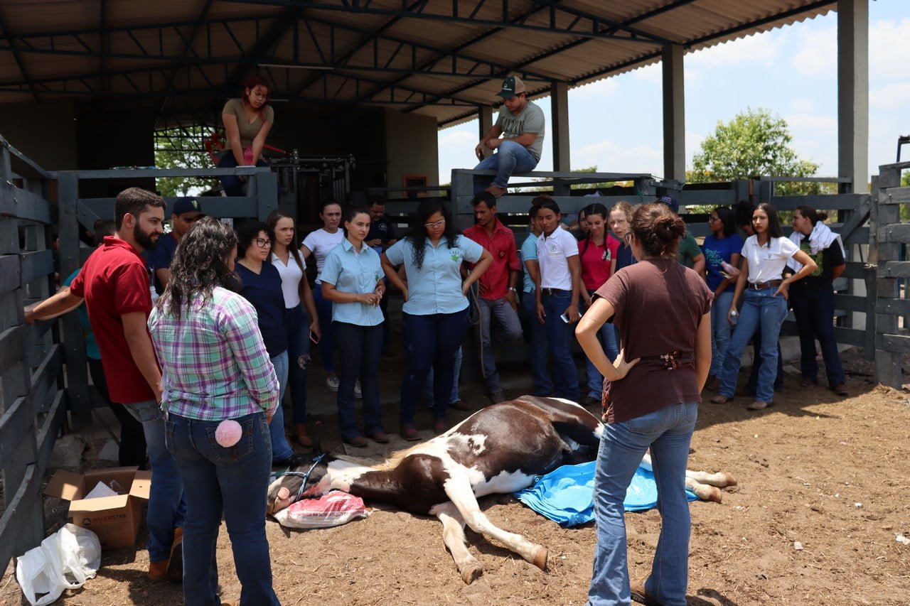 Profissional de medicina veterinária em atividade com equídeos