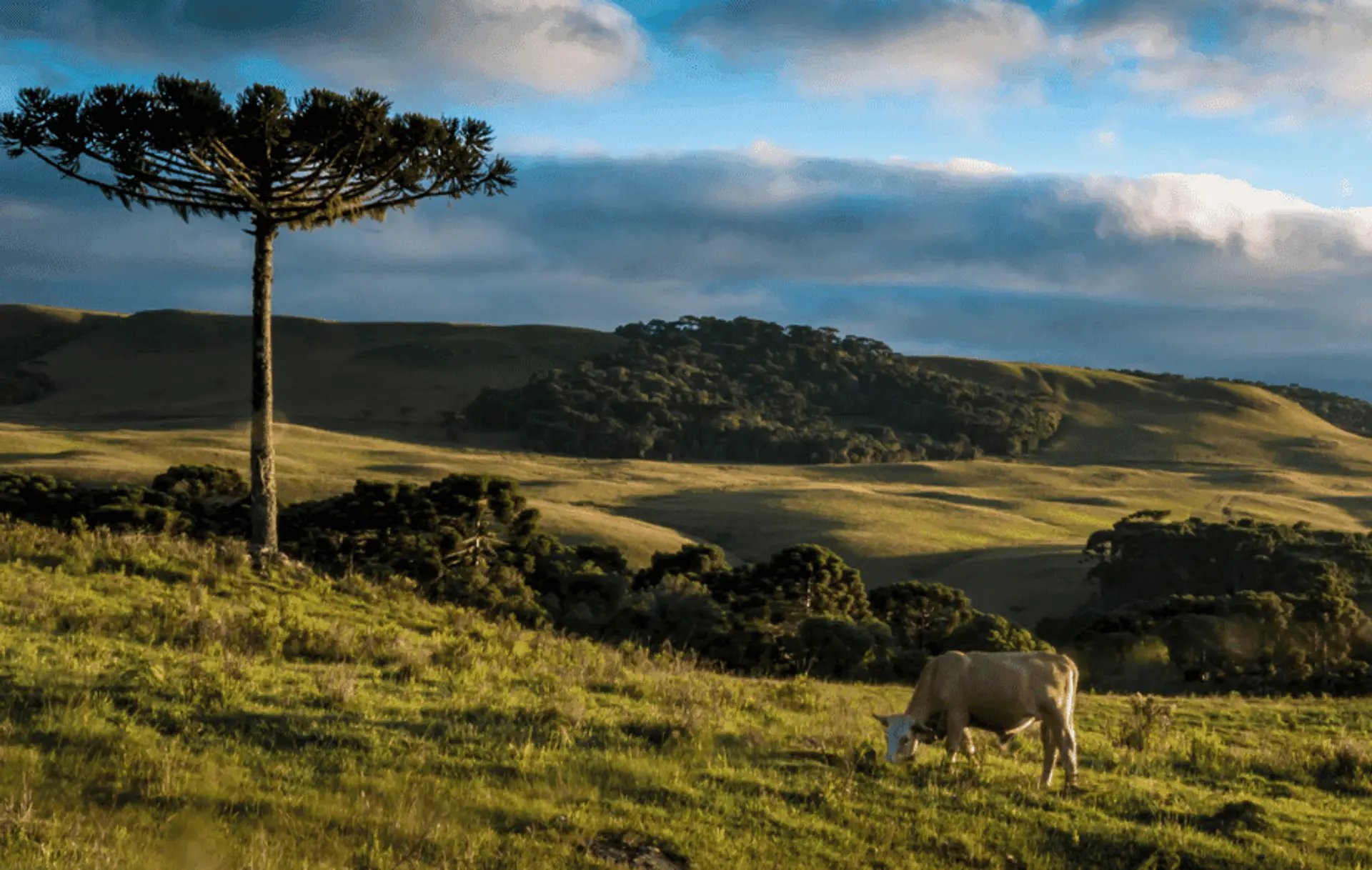Campos da Campanha Gaúcha, no sul do Rio Grande do Sul
