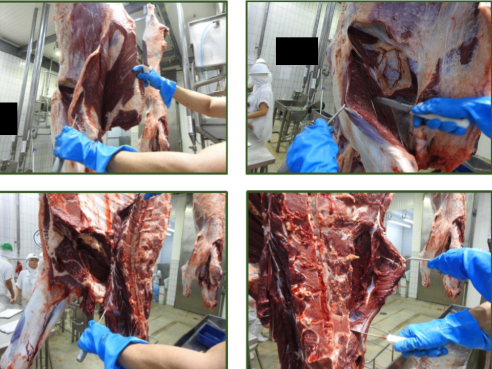 COINTER ES abre processo seletivo para médico veterinário com 2 vagas