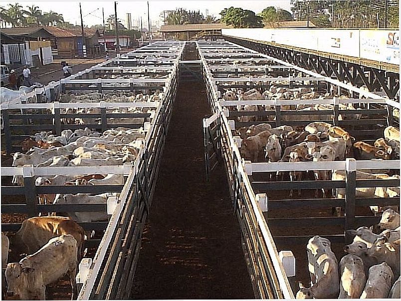 Paisagem rural com currais e gado, representando a vocação agropecuária do norte de Mato Grosso