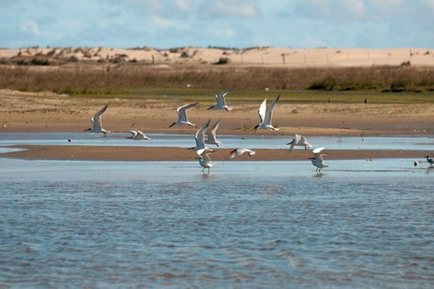Aves aquáticas em lagoas do Taim, no sul do RS