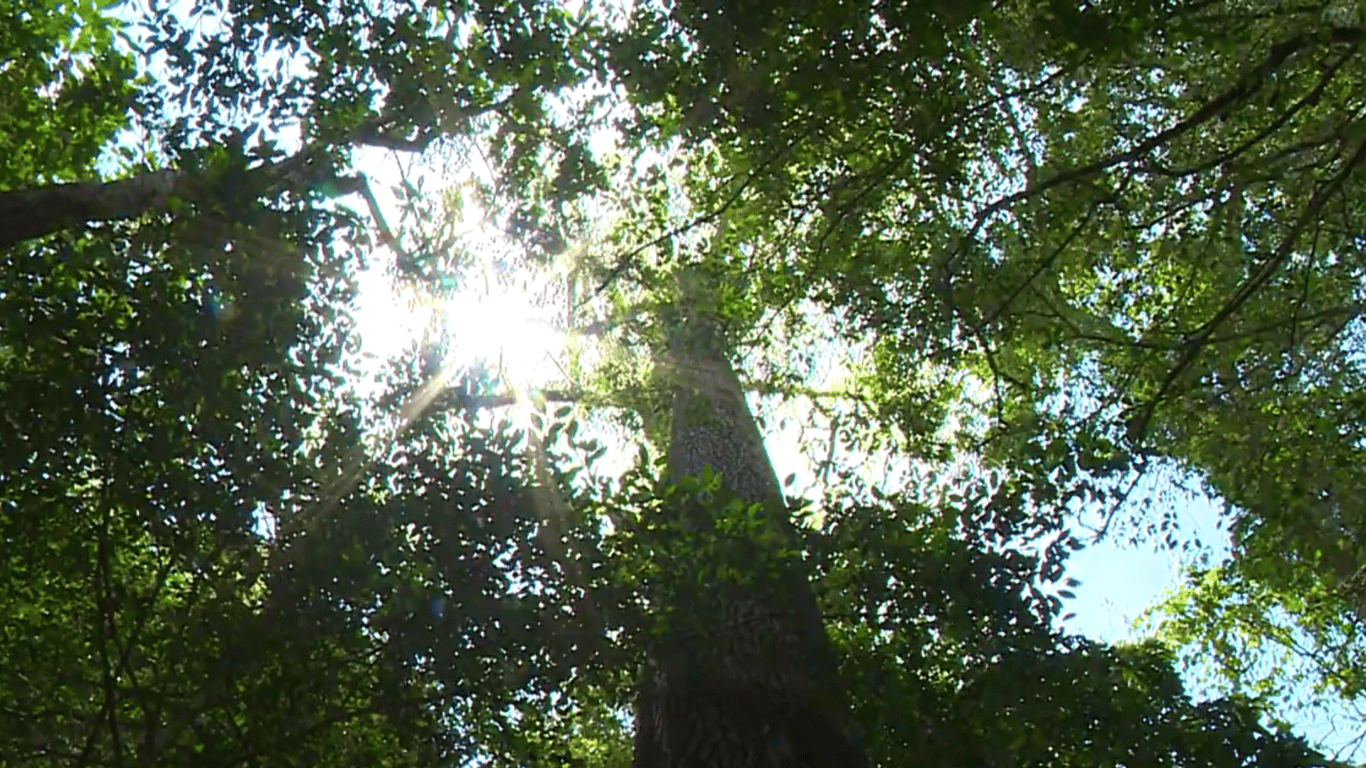 É uma imagem do post com o título ICMBio abre processo seletivo para agente temporário ambiental em Cachoeiro de Itapemirim ES