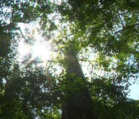 Trilha em área de Mata Atlântica na Flona de Pacotuba com luz solar filtrando pelas árvores.