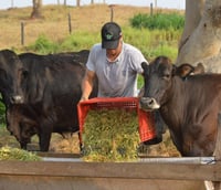 Técnicos da EMATER-PA orientam produtores familiares na zona rural, com pasto e floresta ao fundo