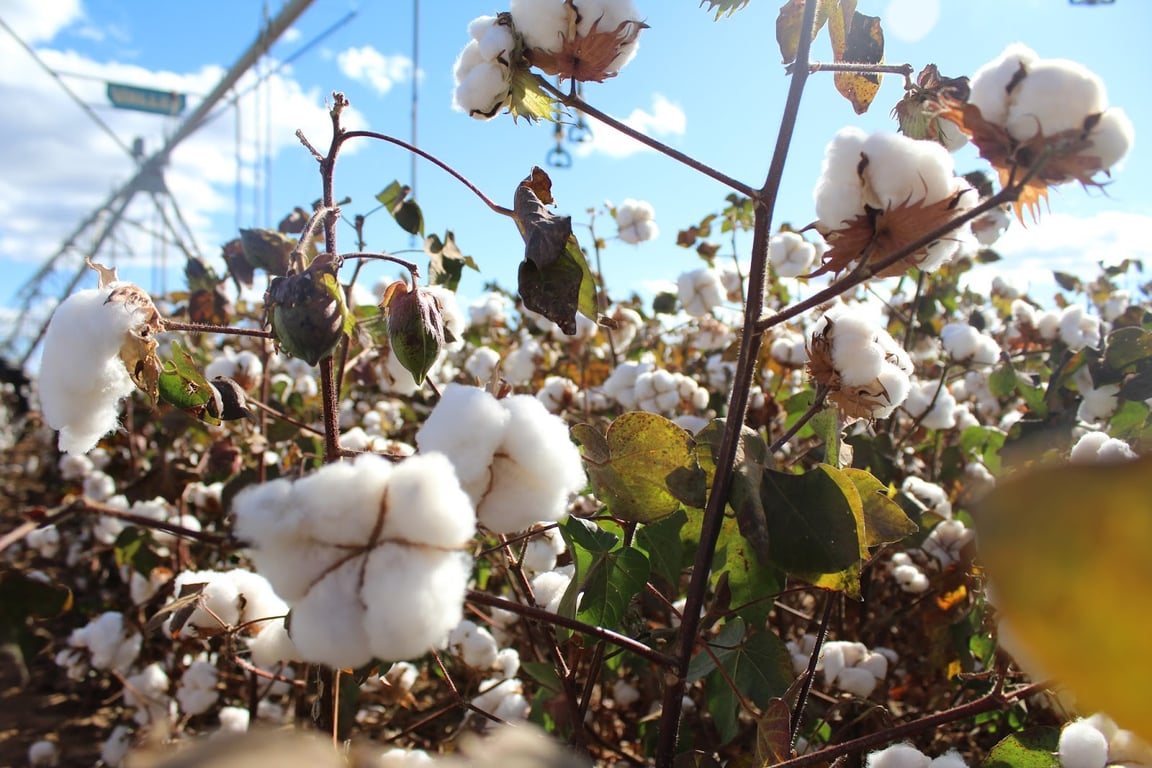 Paisagem agrícola no Sudeste de Goiás, com plantação sob céu aberto