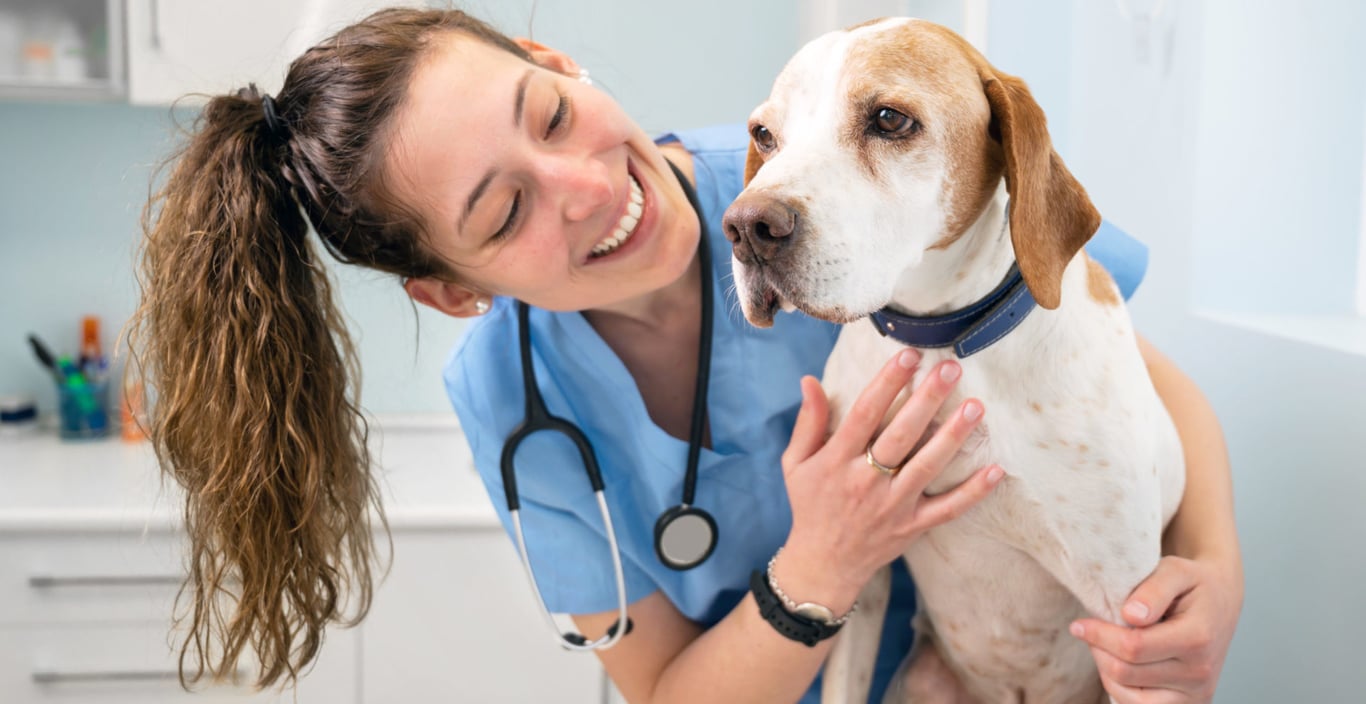 Profissional de veterinária em ação