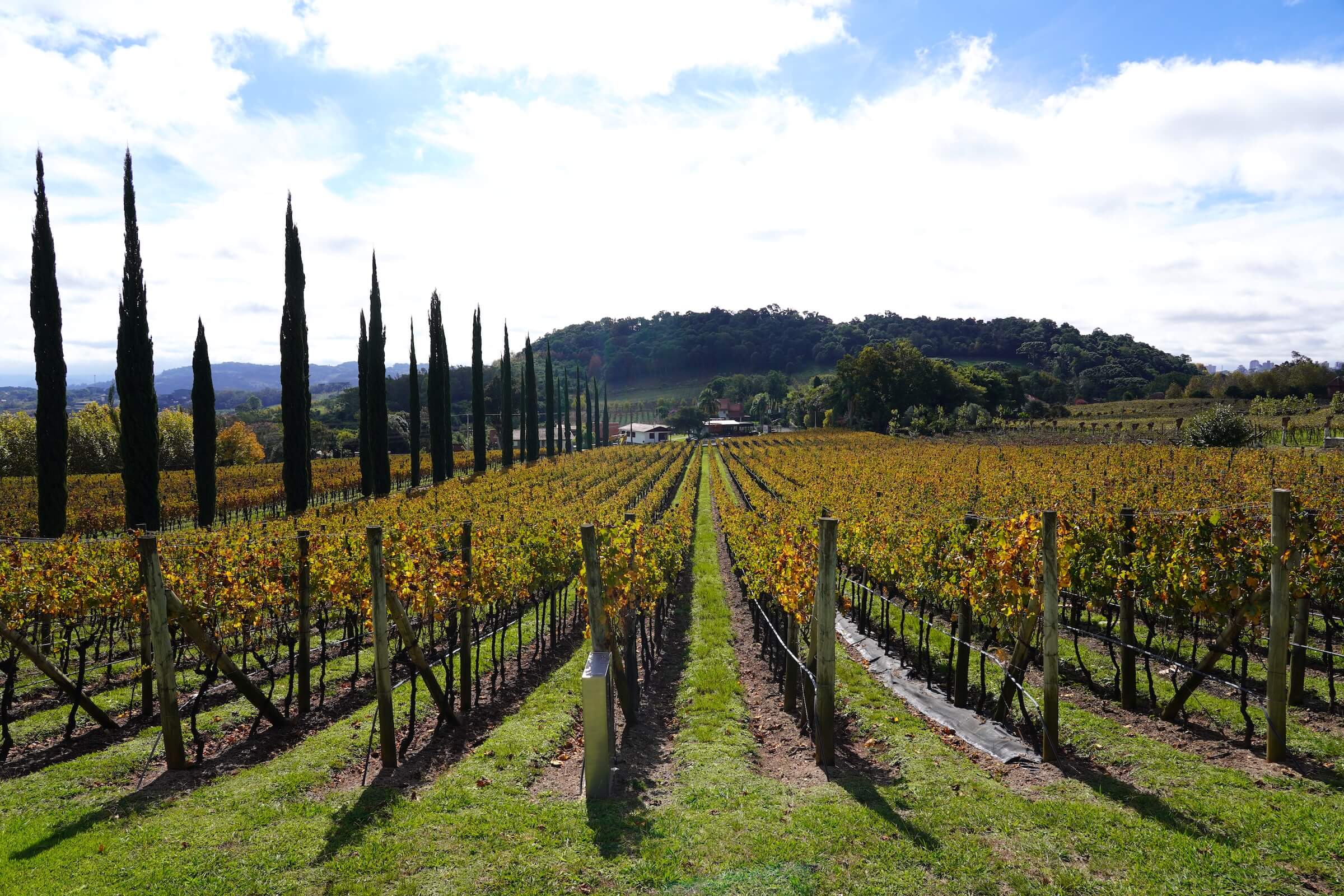 Vinhedos da Serra Gaúcha sob céu aberto, representando a vocação vitivinícola da região onde está Pinto Bandeira