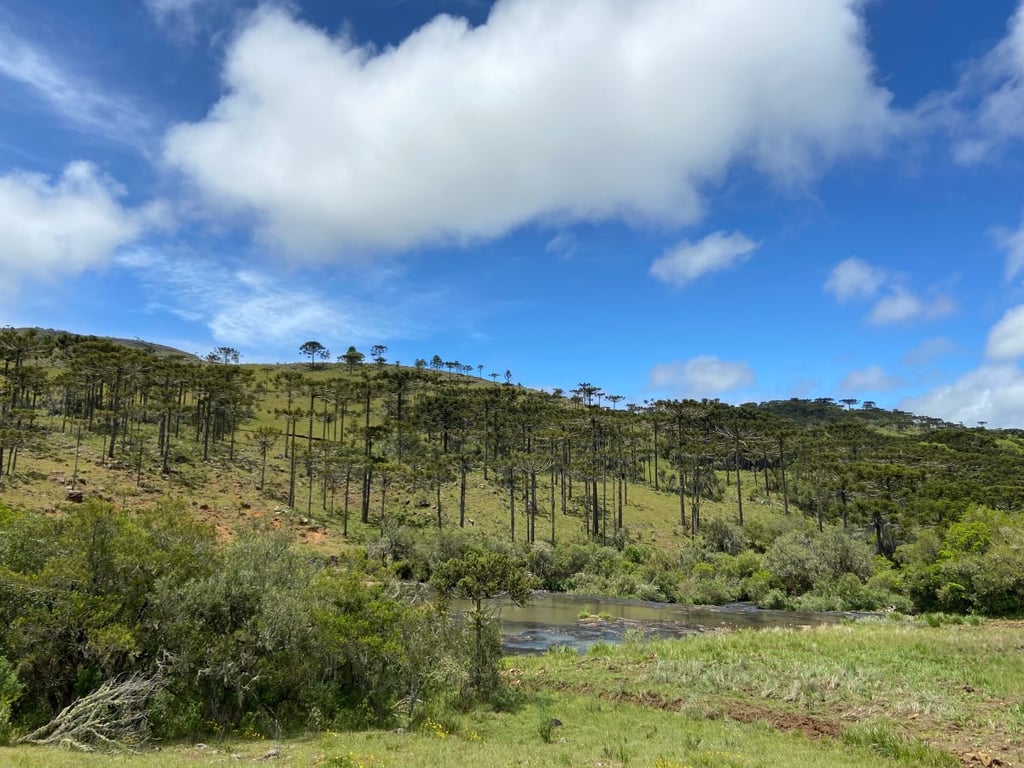 Paisagem rural com araucárias no Sudoeste do Paraná