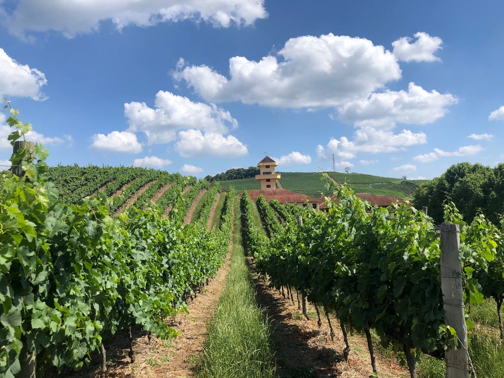 Vinhedos na Serra Gaúcha sob céu azul; colinas verdes com parreirais, paisagem típica da região