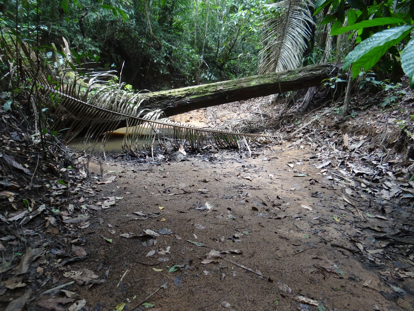 Paisagem amazônica com rio e dossel denso em Rondônia/Amazônia