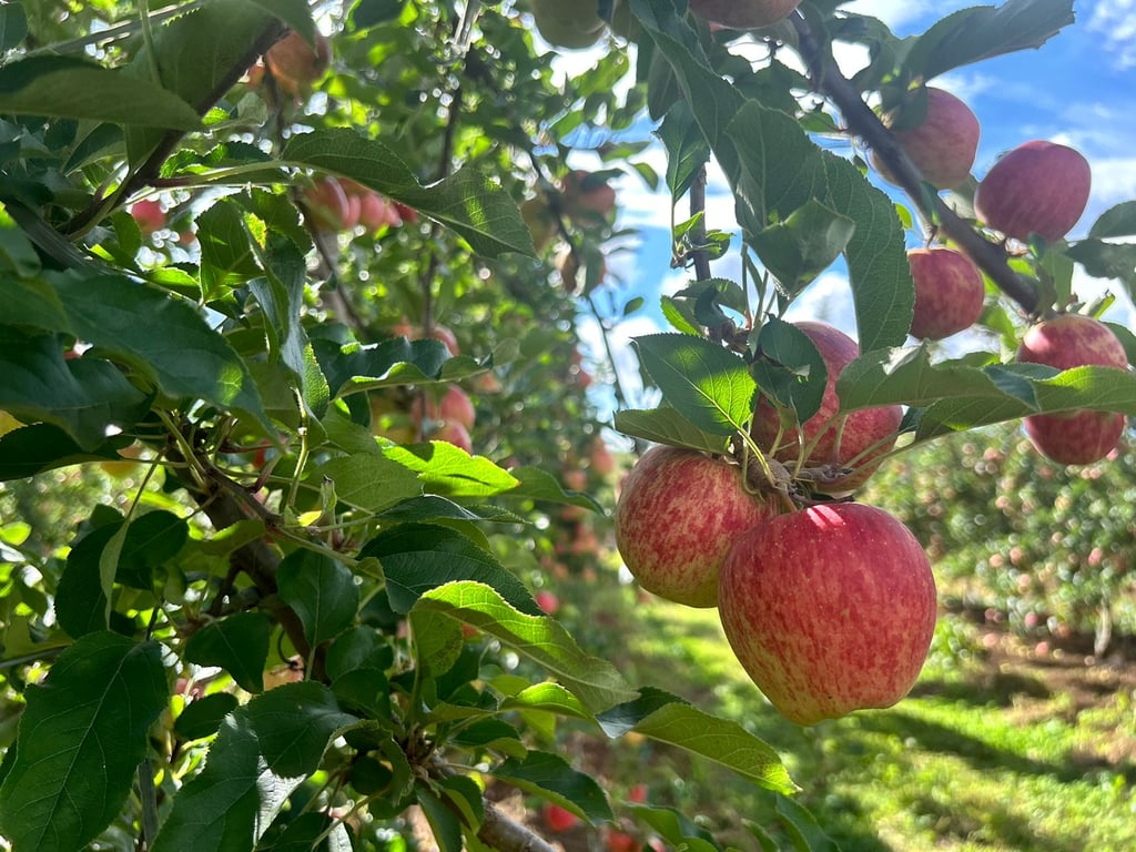Pomar de maçãs em Fraiburgo SC