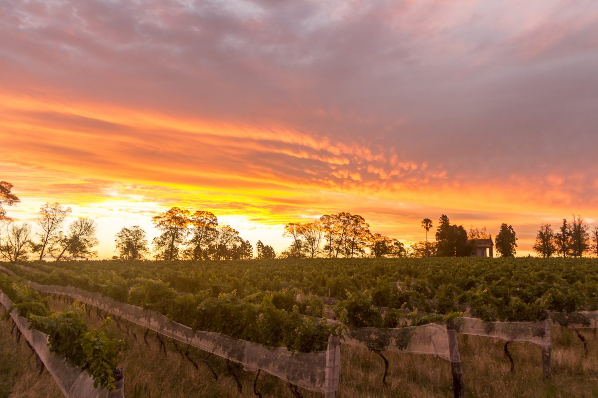 Paisagem de vinhedos ao pôr do sol na Serra do Sudeste, no Rio Grande do Sul