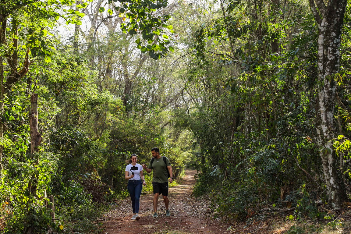 Trilha em área de Mata Atlântica na região de Campo Largo PR